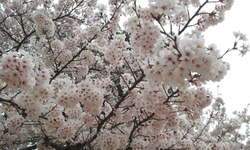 20130331_110132.jpg
