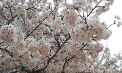 20130331_110132.jpg