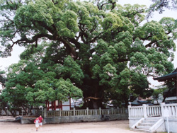 第七十五番札所　善通寺